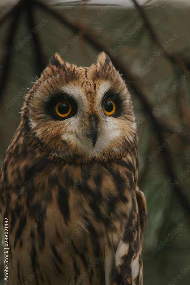 Short-eared owl, a small day active predatory bird species occuring mostly in northern Europe in its natural habitat. Short-eared owl, a small day active predatory bird species occuring mostly in northern Europe in its natural habitat.