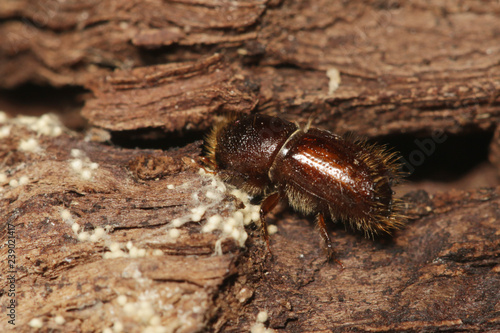 Spruce bark beetle on a close up horizontal picture. A common European insect considered pest in spruce forests.
