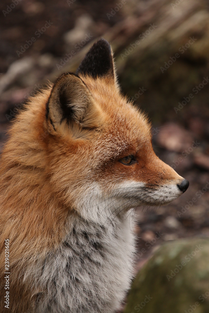 Portrait of the red fox. A close up vertical picture of a common European predatory mammal. Portrait of the red fox. A close up vertical picture of a common European predatory mammal.