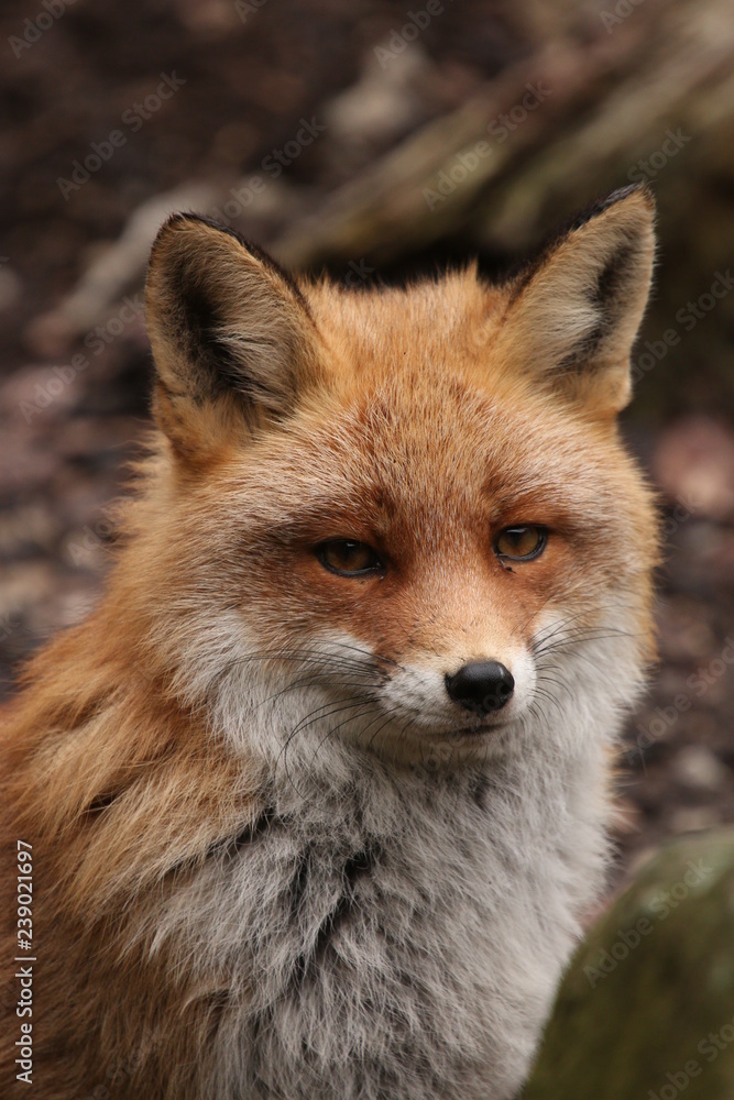 Portrait of the red fox. A close up vertical picture of a common European predatory mammal.