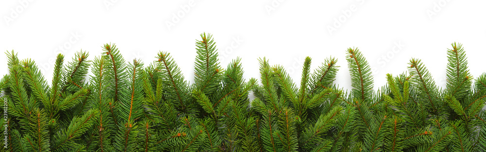 Fir tree branch isolated on white