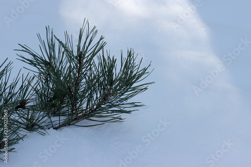 Pine branch on snow background.