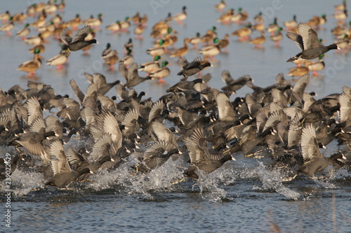 Flock of Eurasian coots in a panic. Tens of ducks starting to fly from a lake surface.