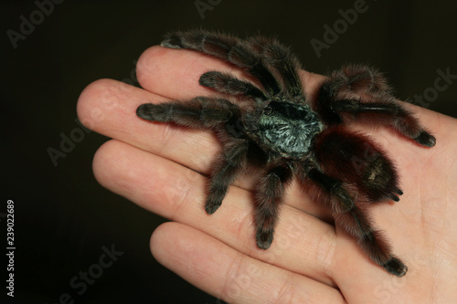 Close up picture of a large colorful tarantula from South America. A venomous scary spider with long hair on its leg walking on human fingers.