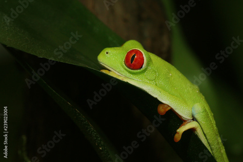 Red-eyed tree frog, an arboreal hylid native to Neotropical rainforests on a close up horizontal picture. A colorful species with large eyes sometimes bred as a pet. © Jiri Prochazka