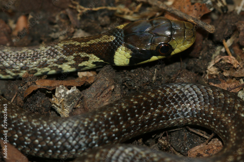 Juvenile Aesculapian snake, a rare and protected species occurning in southern Europe. Juvenile Aesculapian snake, a rare and protected species occurning in southern Europe.
