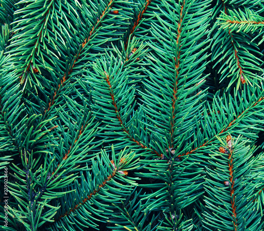 Background of pine branches.