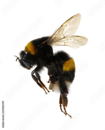 Fototapet bumblebee isolated on the white