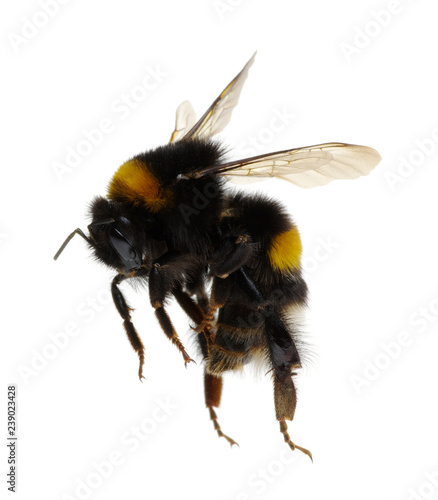 bumblebee isolated on the white