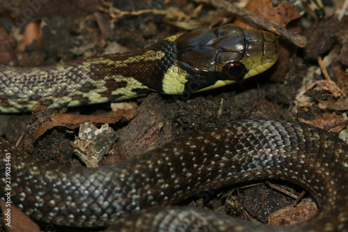 Juvenile Aesculapian snake, a rare and protected species occurning in southern Europe.