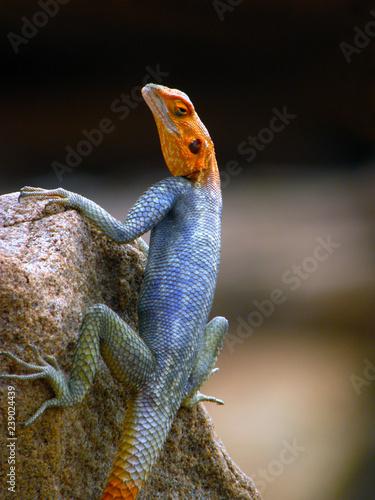 Rainbow Lizard photo