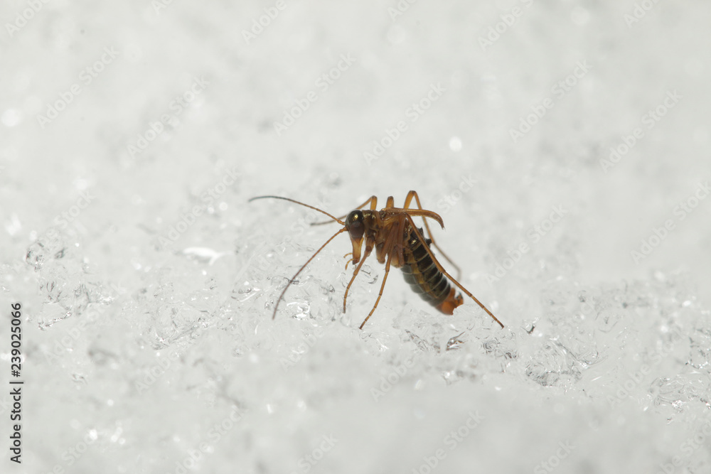 Obraz premium A male of the snow flea walking on the snow. A rare insect belonging to scorpionflies, occuring in Europian mountains during the winter season. 