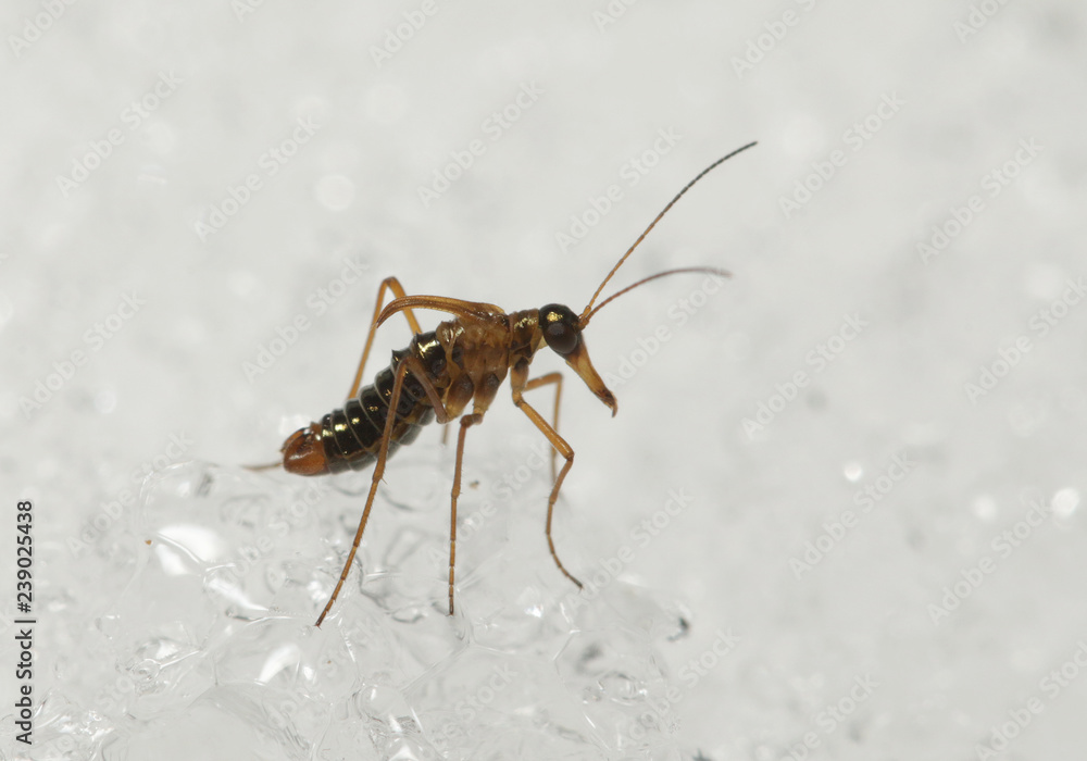 A male of the snow flea walking on the snow. A rare insect belonging to scorpionflies, occuring in Europian mountains during the winter season. A male of the snow flea walking on the snow. A rare insect belonging to scorpionflies, occuring in Europian mountains during the winter season.