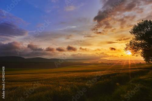 Sunset over wheat field © Anghel