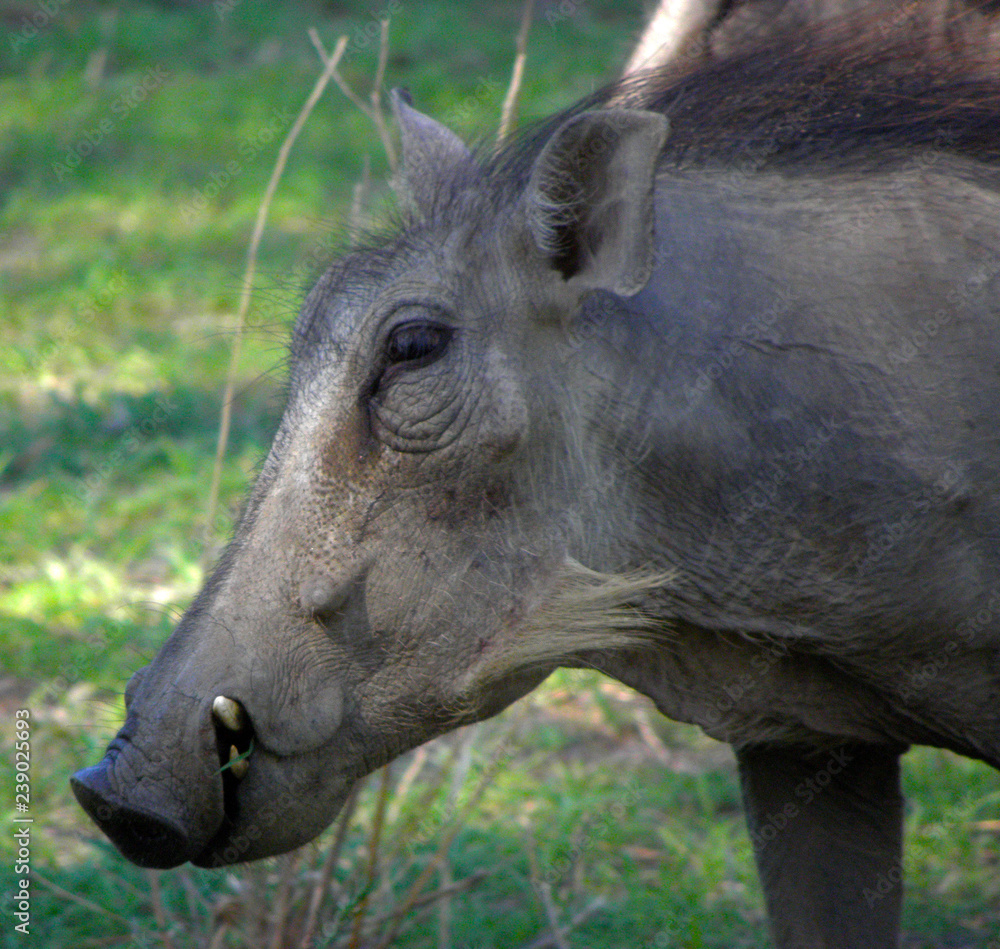 Warthog Warthog