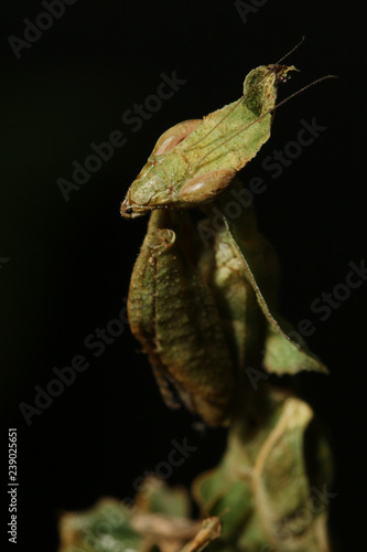 Ghost mantis siting on a leaf - African predatory insect in its natural habitat with a black background.