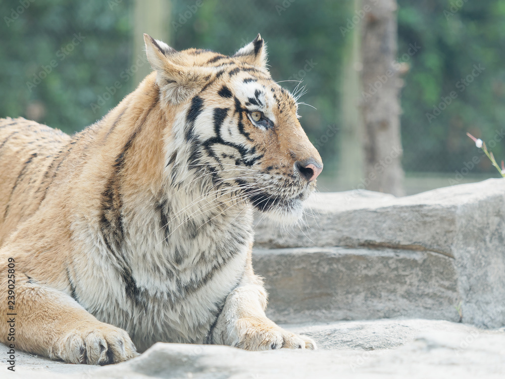 Closeup portrait of wild bengal tiger.