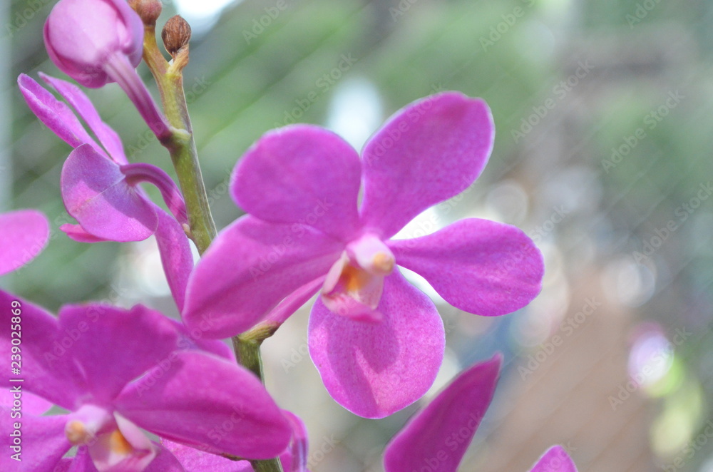 Flower in Garden Flower in Garden