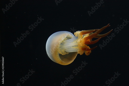 Flame jellyfish (Rhopilema esculentum) at Schönbrunn Zoo in Vienna, Austria. photo