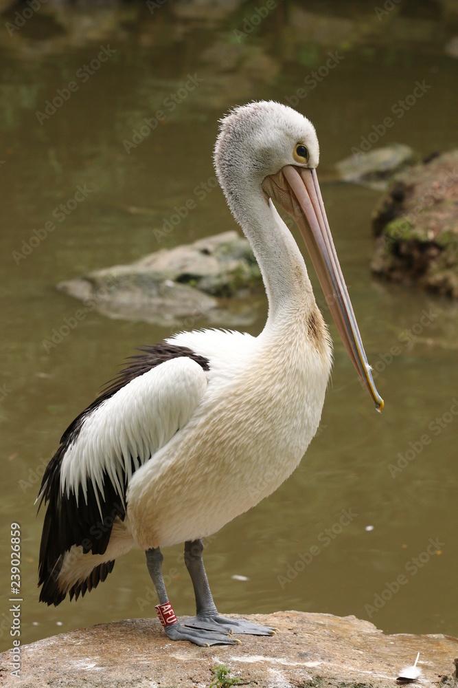 Great white pelican resting on a bank of the lake. Great white pelican resting on a bank of the lake.