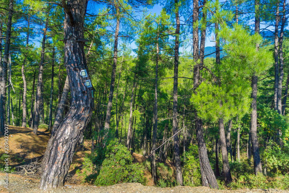 Dense forest at Mainalon trail Elati- Vitina in Peloponnese, Greece Dense forest at Mainalon trail Elati- Vitina in Peloponnese, Greece
