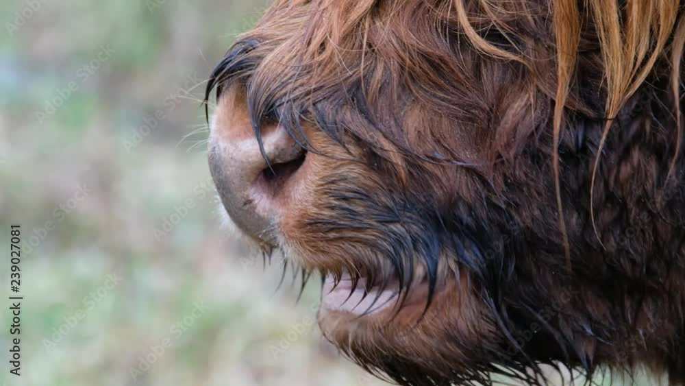 Highland cattle - Bo Ghaidhealach -Heilan coo - a Scottish cattle breed with characteristic long horns and long wavy coats on the Isle of Skye in the rain , Highlands of Scotland Highland cattle - Bo Ghaidhealach -Heilan coo - a Scottish cattle breed with characteristic long horns and long wavy coats on the Isle of Skye in the rain , Highlands of Scotland