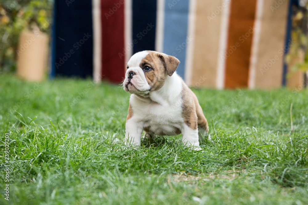 Obraz premium Cute English Bulldog Puppies