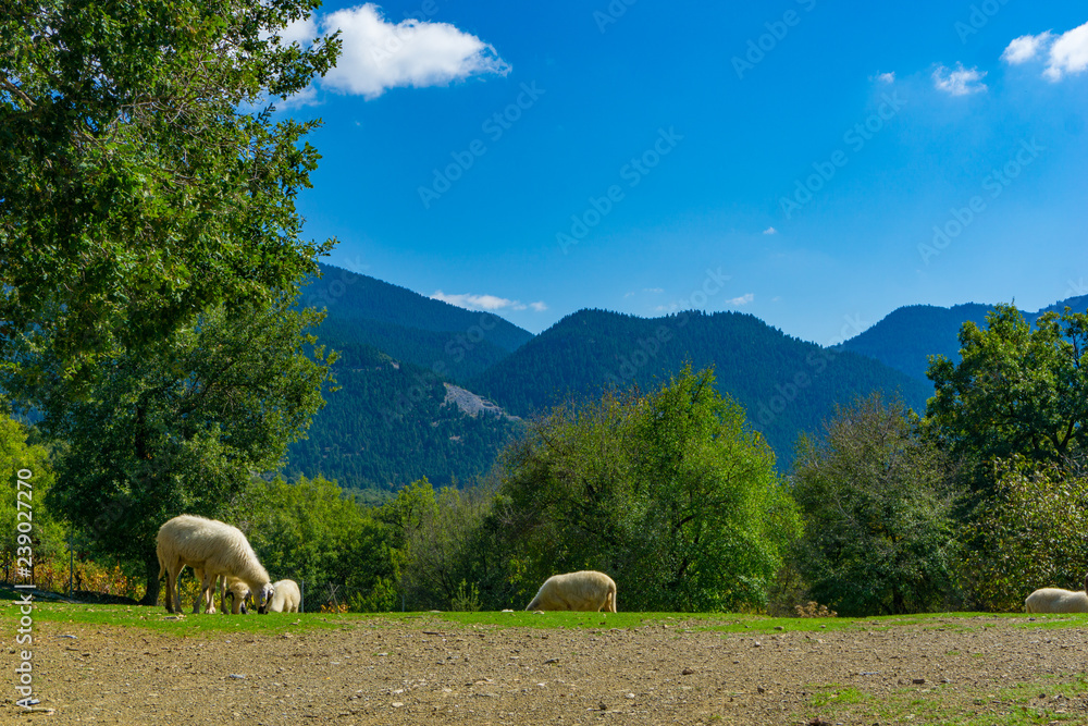 Tableau sur toile Sheep are grazing in a meadow in the countryside near the area of Menalon trail