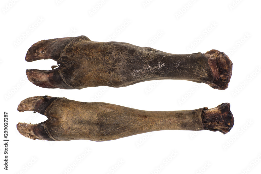 animal hooves isolated on white background animal hooves isolated on white background