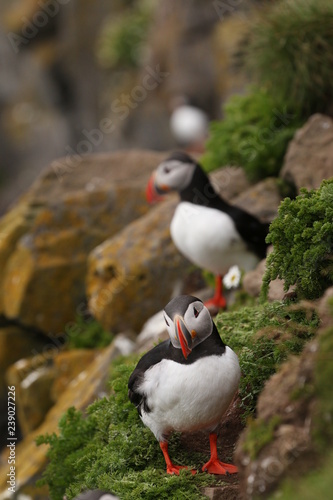 Portrait of the Puffin, a common cliff bird occurring in northern Europe A close up horizontal picture of a colorful species made in Iceland. © Jiri Prochazka