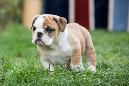 Cute English Bulldog Puppies    © MexChriss