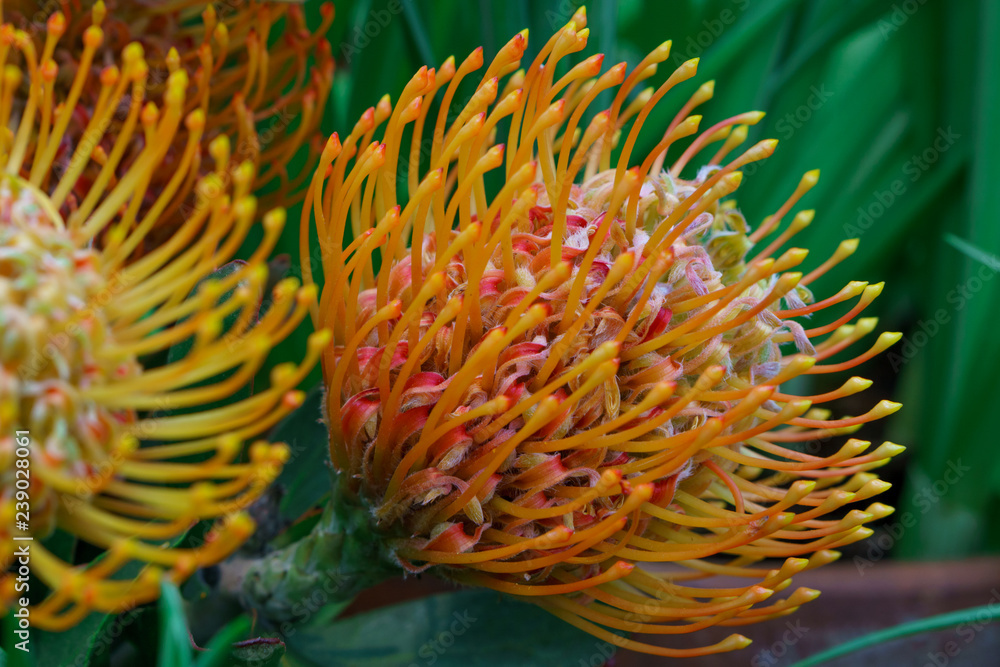 unusual flower with needle petals unusual flower with needle petals