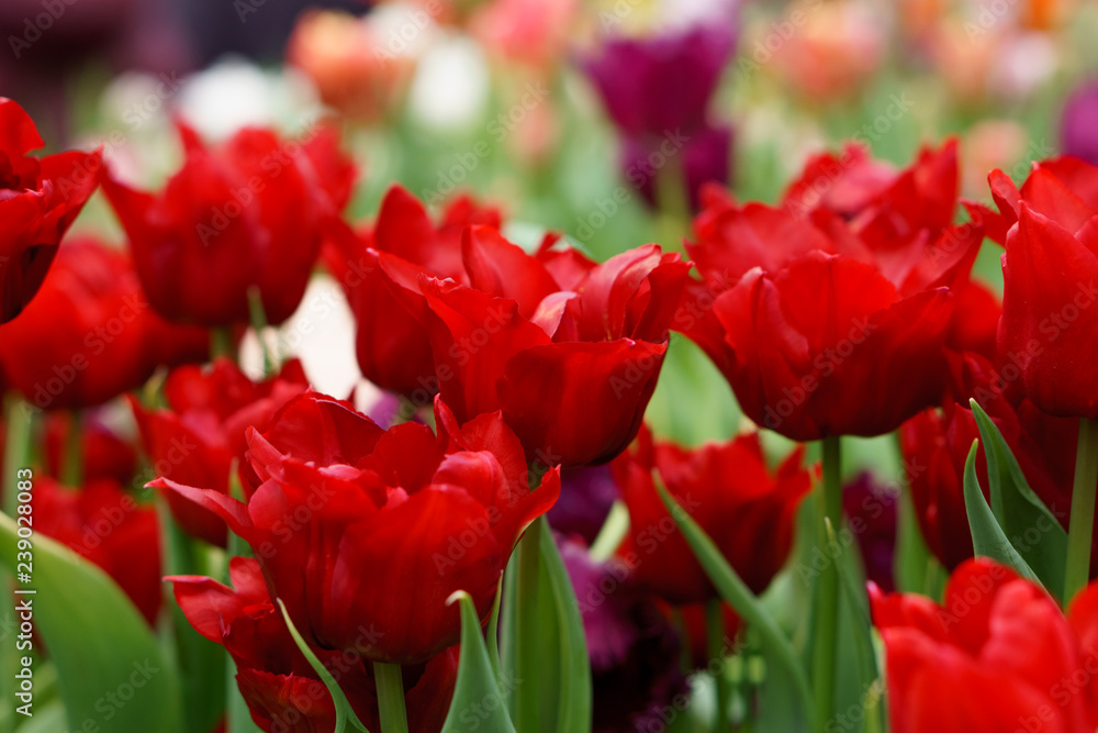 Fototapeta premium blooming red tulips