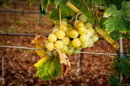 Muscat. cluster of grape at the vineyard.