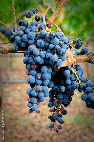 Merlot. Cluster of grape at the vineyard.