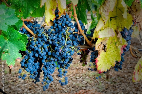 Merlot. Cluster of grape at the vineyard.