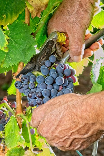 cluster of grape at the vineyard. Garnatxa