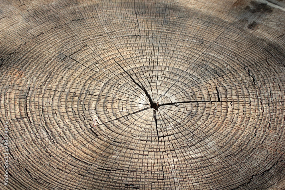 Naklejka premium Tree rings texture background