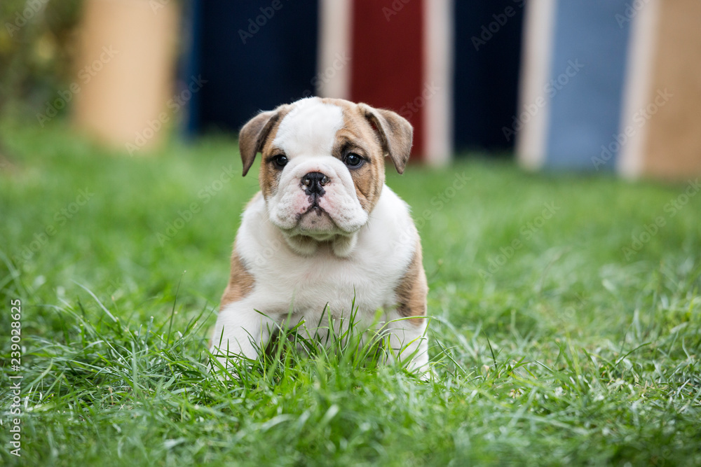 Cute English Bulldog Puppies
Cute English Bulldog Puppies