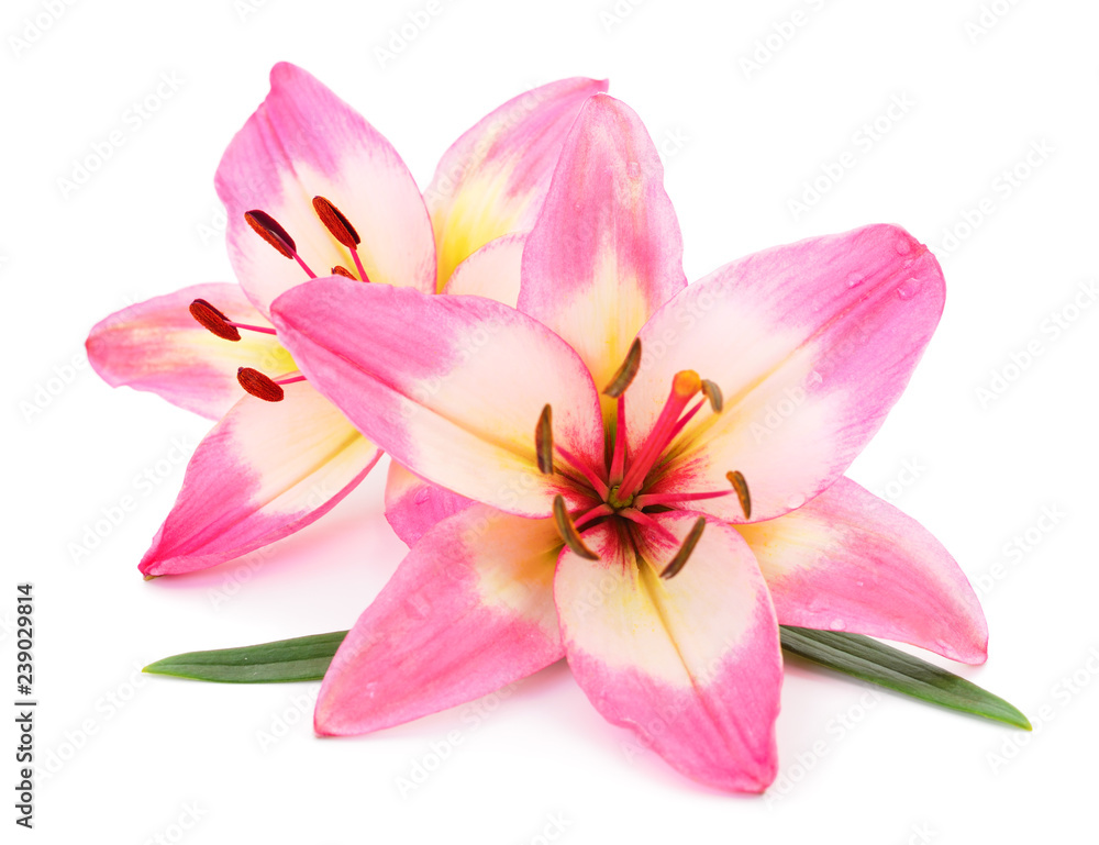 Fototapeta premium Pink lily flower.
