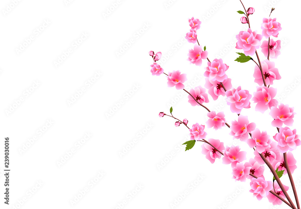 Sakura. Decorative flowers of cherry with buds on the branches, a bouquet. Can be used for cards, invitations, banners, posters. illustration Sakura. Decorative flowers of cherry with buds on the branches, a bouquet. Can be used for cards, invitations, banners, posters. illustration