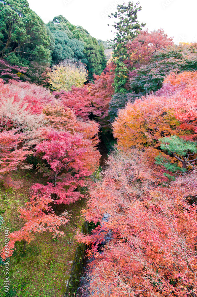 Scenery of Japanese autumn leaves. Scenery of Japanese autumn leaves.