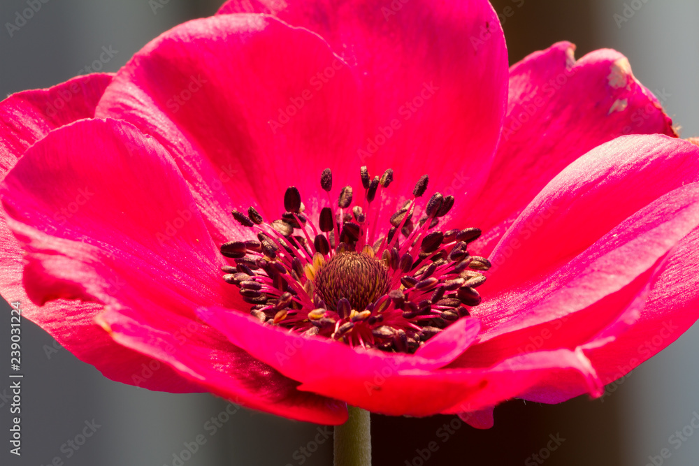 Close up of an anemone in full bloom Close up of an anemone in full bloom
