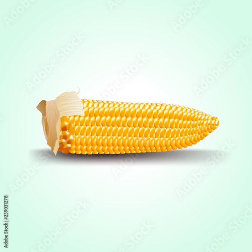 Ripe ear of corn. Realistic vector illustration