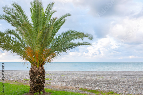 A Palm at the empty beach background