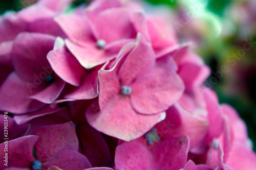 Pink flowers in summer garden  St. Petersburg