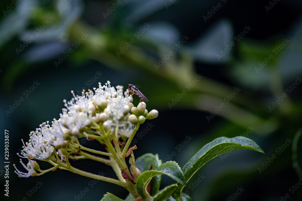 Fototapeta premium small fly sitting on white flower grouping in washington state