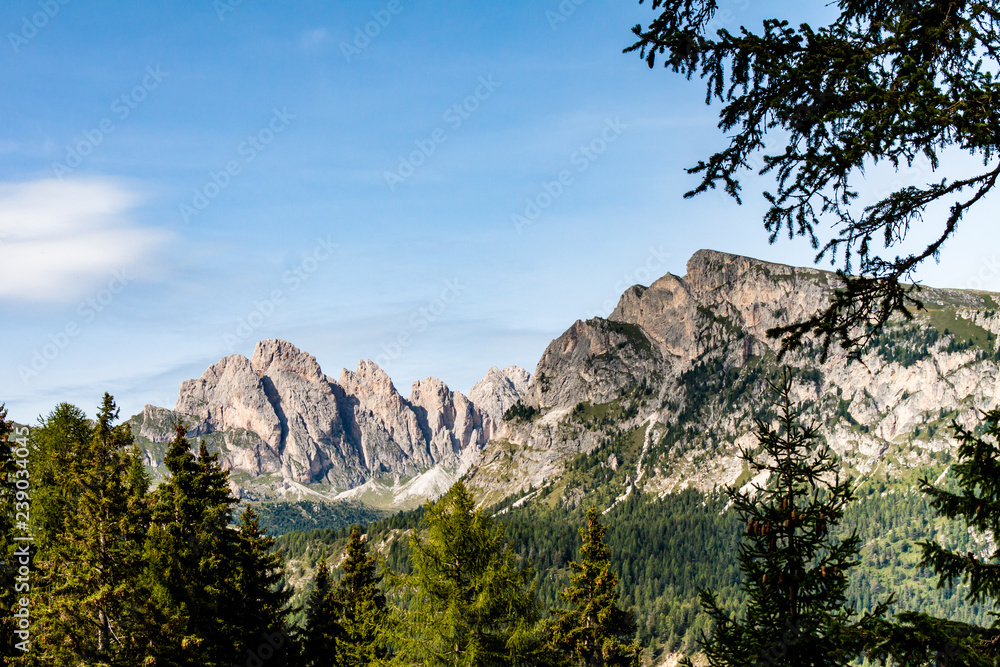 view from the pine forest of the rocky mountains of the dolomites italy, south tyrol, in summer time