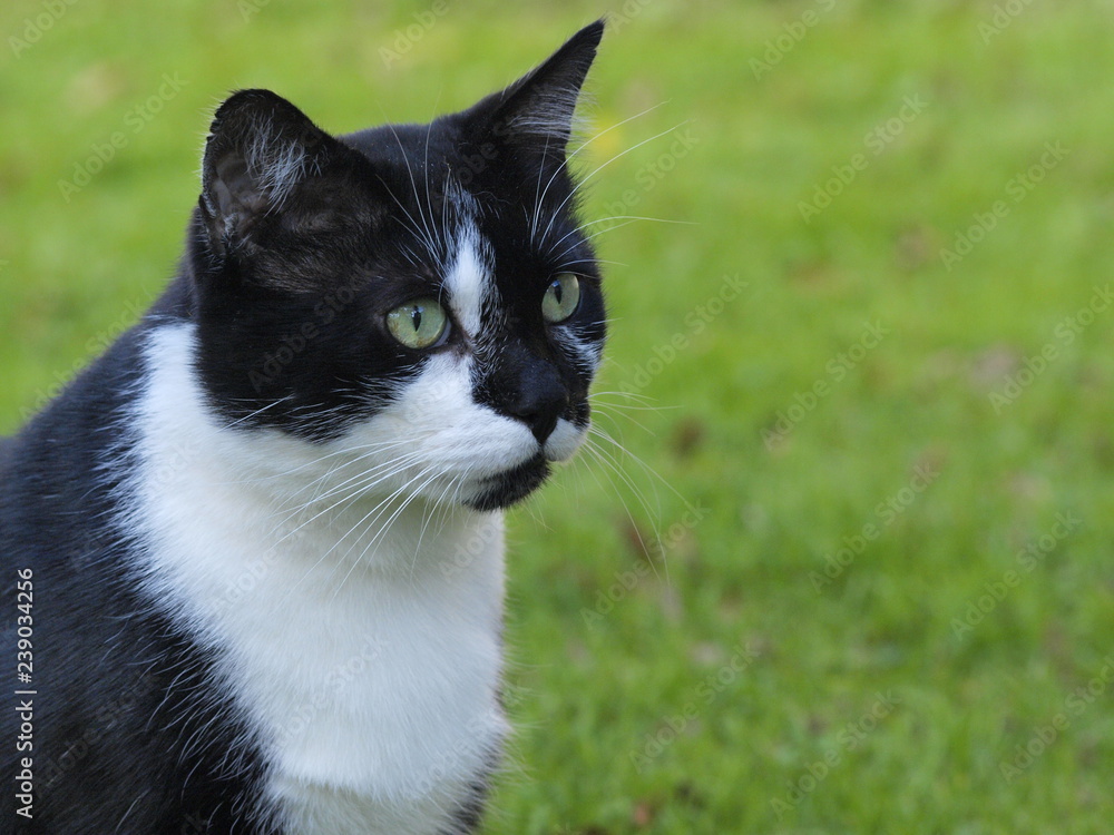 Curious black and white cat outdoors with room for text