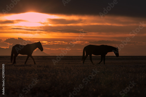 Wild Horses Silhouetted in a Desert Sunset